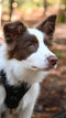 Mister Mill Slickerborstel 10cm - Honden- & Kattenborstel - Verwijdert klitten en losse haren - M