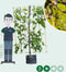 Haagbeuk haagelement Carpinus betulus 180 cm