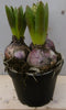 3 stuks! Hyacint roze in potje