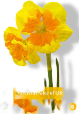 JUB - Narcissus slice of life