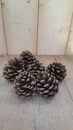 5 decoratie dennenappels