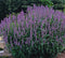 5 stuks Agastache Blue Fortune