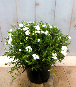 5 stuks Arenaria bergzandkruid