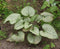 5 stuks Brunnera macrophylla Jack Frost