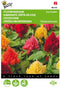5 stuks - Buzzy - Celosia plumosa Ice Cream mixed Tuinplus