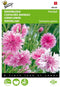 5 stuks - Buzzy - Centaurea cyanus Pink Ball Tuinplus
