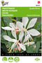 5 stuks - Buzzy - Gaura lindheimerii Sparkle White Tuinplus