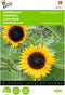 5 stuks - Buzzy - Helianthus Sunrich orange F1