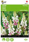 5 stuks - Buzzy - Lupinus Rose laag Pink Ferry Tuinplus