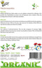 5 stuks - Buzzy - Organic Phacelia (BIO)