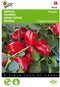5 stuks - Buzzy - Paprika Snack Patio - rood - Paragon Tuinplus