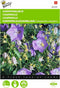 5 stuks Campanula, Karpatenklokje Blauw