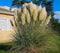 5 stuks Cortaderia selloana Pumila