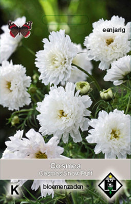 5 stuks Cosmos bipinnatus Snow Puff