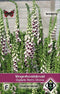 5 stuks Digitalis purpurea Pam s Choice
