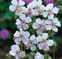 5 stuks Geranium cantabrigiense Biokovo