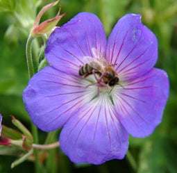 5 stuks Geranium Rozanne