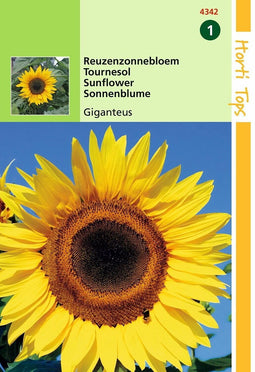 5 stuks Helianthus annuus uniflorus giganteus