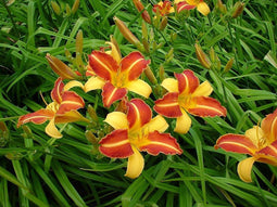 5 stuks Hemerocallis Frans Hals Samplant