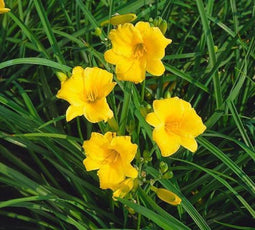 5 stuks Hemerocallis Stella de Oro