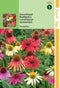 5 stuks - Hortitops - HT Echinacea, Zonnehoed Paradiso