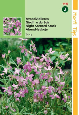 5 stuks - Hortitops - HT Matthiola, Avondviolier roze