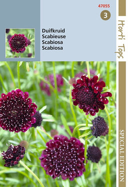 5 stuks - Hortitops - HTS Scabiosa, Duifkruid diep donkerpaars