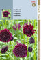 5 stuks - Hortitops - HTS Scabiosa, Duifkruid diep donkerpaars