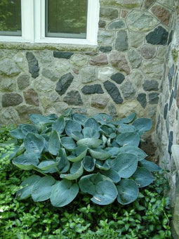 5 stuks Hosta Big Daddy Samplant