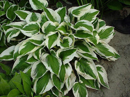 5 stuks Hosta Patriot Samplant