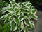 5 stuks Hosta Patriot Samplant
