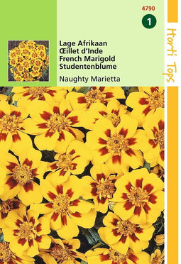 5 stuks HT Tagetes, lage Afrikaan Naughty Marietta