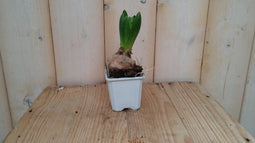 5 stuks! Hyacint wit in klein potje