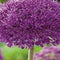 5 stuks - JUB - Allium Purple Sensation 4 bollen