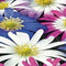 5 stuks - JUB - Anemone blanda mix 12 bollen