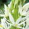 5 stuks - JUB - Camassia leichtlinii Alba 2 bollen