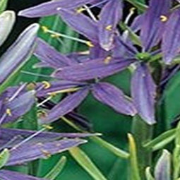 5 stuks - JUB - Camassia leichtlinii Caerulea 2 bollen