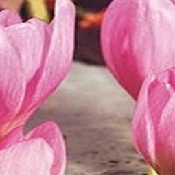 5 stuks - JUB - Colchicum Giant 1 bol