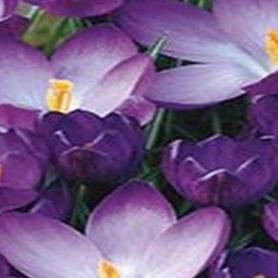 5 stuks - JUB - Crocus Ruby Giant 15 bollen