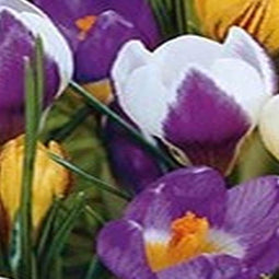 5 stuks - JUB - Crocus species mix 15 bollen