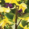 5 stuks - JUB - Erythronium Pagoda 2 bollen