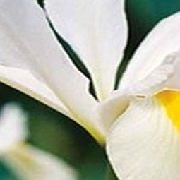 5 stuks - JUB - Iris hollandica wit 20 bollen