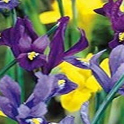 5 stuks - JUB - Iris species mix 12 bollen