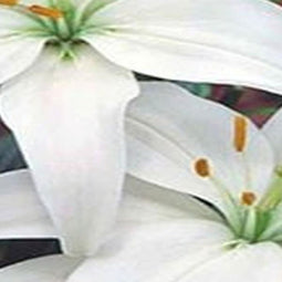 5 stuks - JUB - Lilium wit 2 bollen