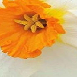 5 stuks - JUB - Narcissus Barrett Browning 4 bollen