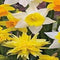 5 stuks - JUB - Narcissus Botanisch mix 8 bollen