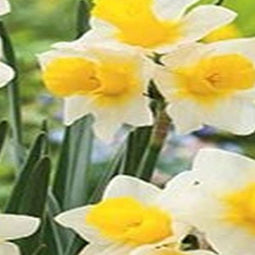 5 stuks - JUB - Narcissus Golden Echo 4 bollen