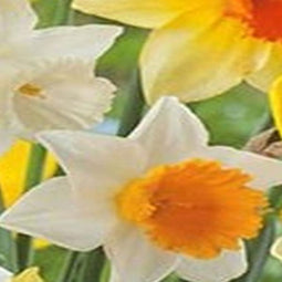 5 stuks - JUB - Narcissus Grootkronig mix 4 bollen