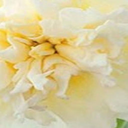 5 stuks - JUB - Narcissus Ice King 4 bollen