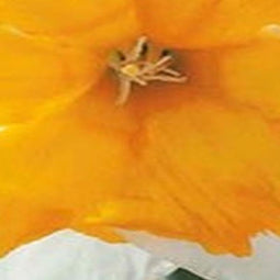 5 stuks - JUB - Narcissus Orangery 4 bollen